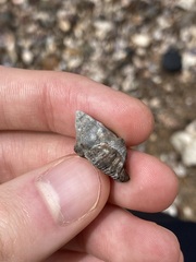 Muricidae