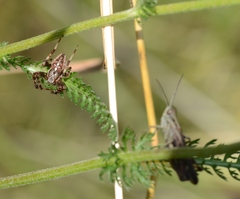 Araneus diadematus