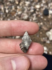 Muricidae