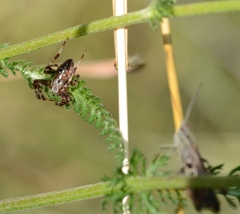 Araneus diadematus