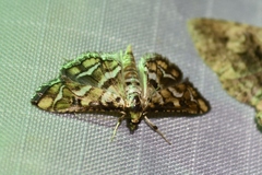 Hileithia magualis