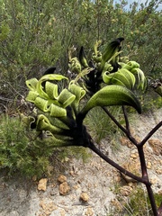 Macropidia fuliginosa