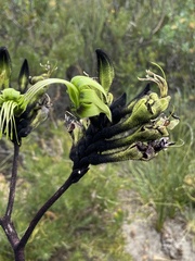 Macropidia fuliginosa