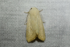 Bagisara buxea