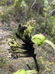 Macropidia fuliginosa