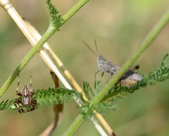 Araneus diadematus