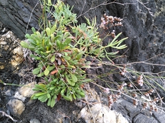 Limonium geronense