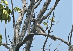 Lophoceros nasutus
