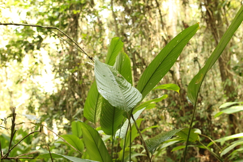 Halopegia image