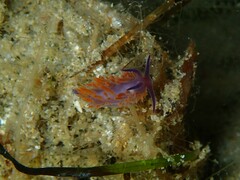 Flabellina