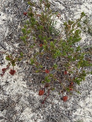 Darwinia sanguinea