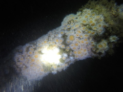 Actinothoe sphyrodeta