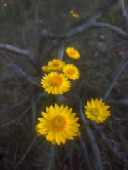 Xerochrysum viscosum