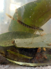 Austrolestes colensonis