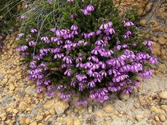 Tetratheca confertifolia