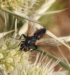 Eriothrix rufomaculata