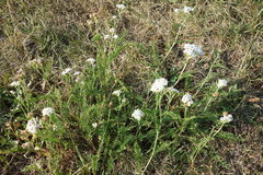 Achillea millefolium