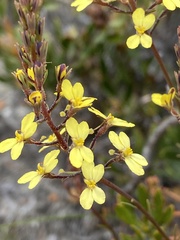 Stylidium diuroides