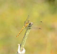 Sympetrum sanguineum