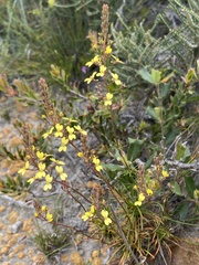 Stylidium diuroides