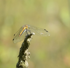 Sympetrum danae