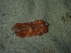 Thysanozoon brocchii