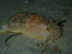 Pleurobranchaea maculata