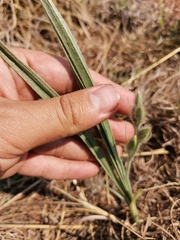 Hypoxis rigidula