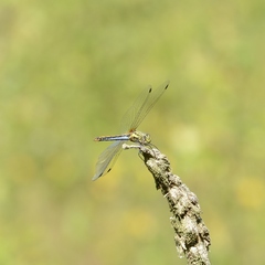 Sympetrum danae