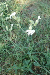 Silene latifolia