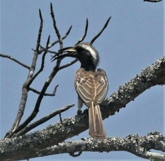 Lophoceros nasutus