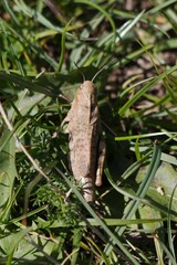 Psophus stridulus