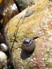 Trochoidea