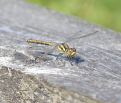 Sympetrum danae