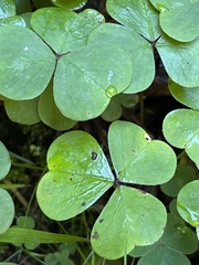 Oxalis oregana