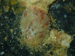 Electroma papilionacea