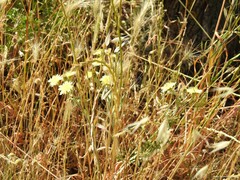 Andryala integrifolia