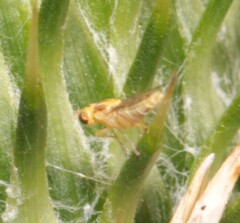 Meromyza