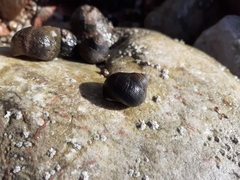 Littorina littorea