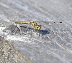 Sympetrum danae