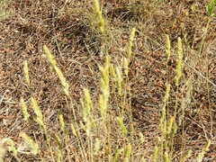 Dactylis glomerata hispanica