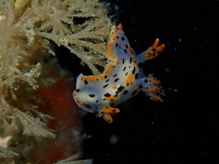 Thecacera pennigera