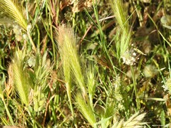 Plantago lagopus