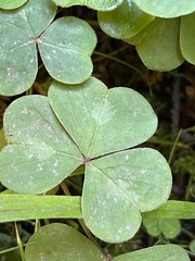 Oxalis oregana