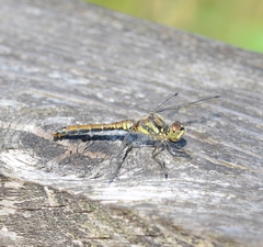 Sympetrum danae