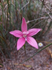 Elythranthera emarginata