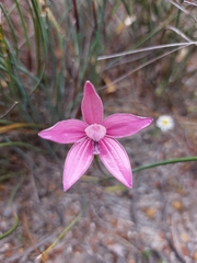 Elythranthera emarginata