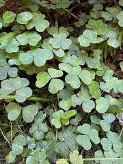 Oxalis oregana