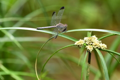 Odonata