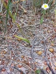 Elythranthera emarginata